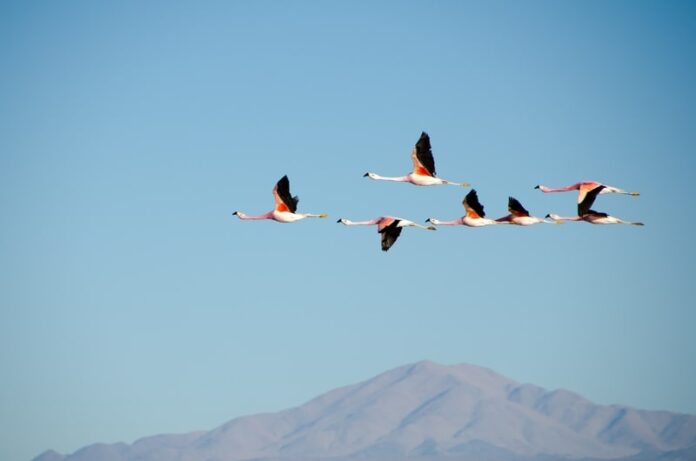 Migrazione uccelli