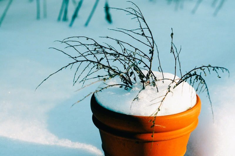 Riparare le piante dal gelo e dalla neve: consigli pratici