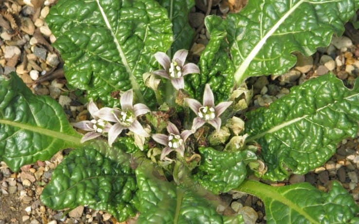 Mandragora foglie e fiori