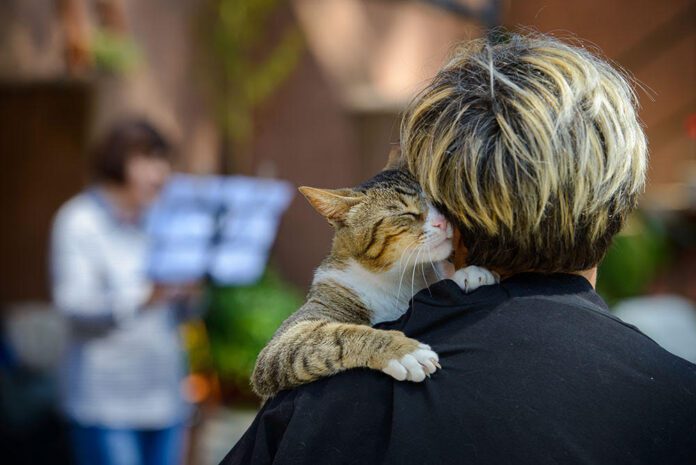 Dove adottare un gatto? L'oasi felina Porta Portese visitata anche da V. Raggi