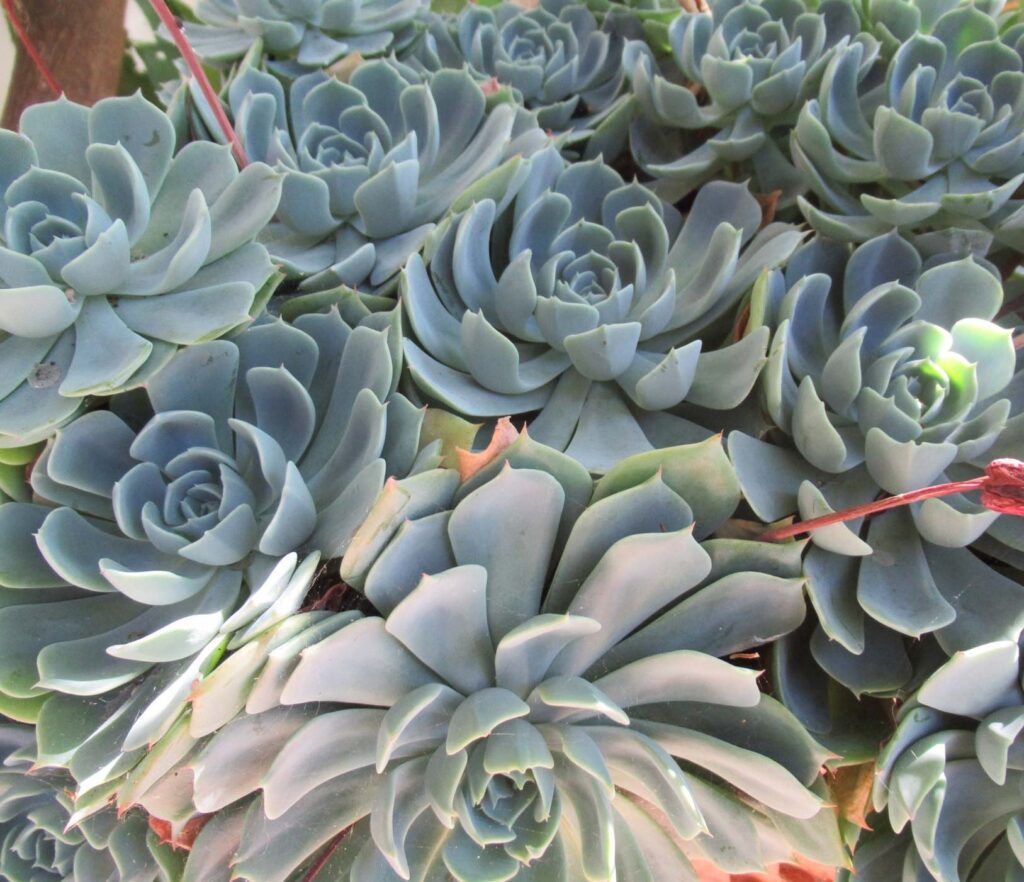 Echeveria