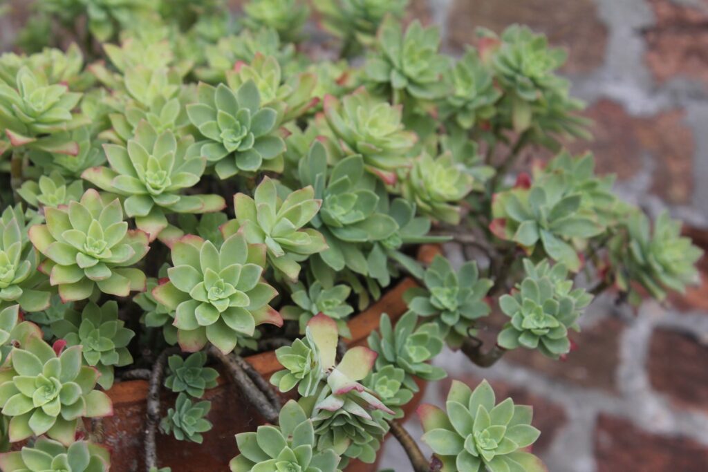 Sedum palmeri