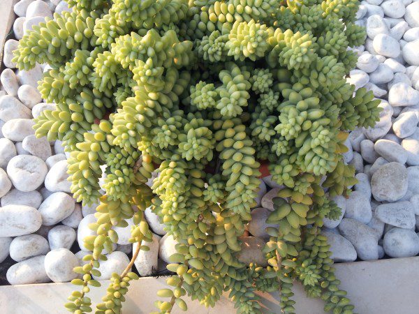 Sedum iwarenge e Orostachys iwarenge 