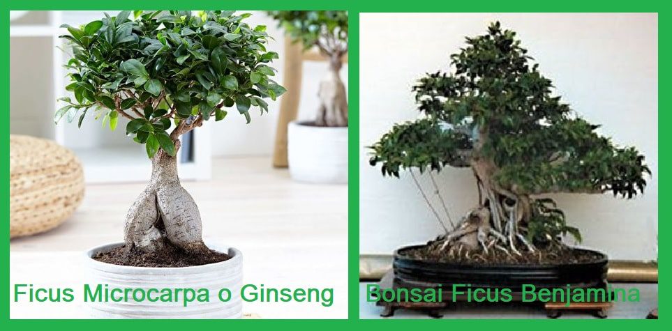 Bonsai di ficus Bnjamina e Microcarpa