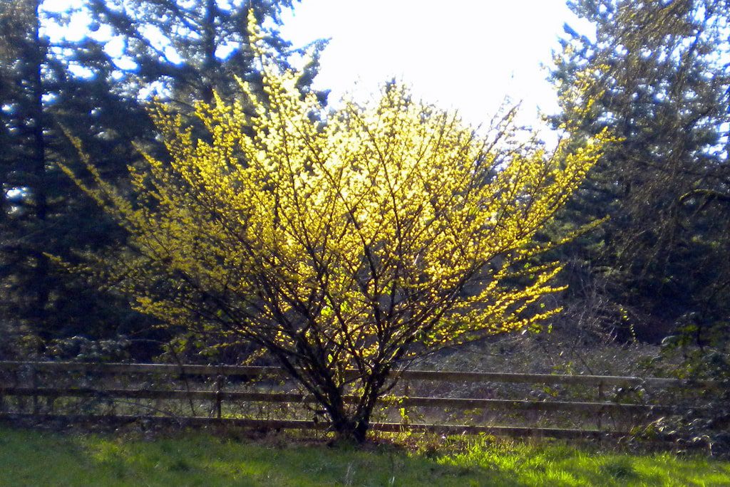 Amamelide o Hamamelis Virginiana