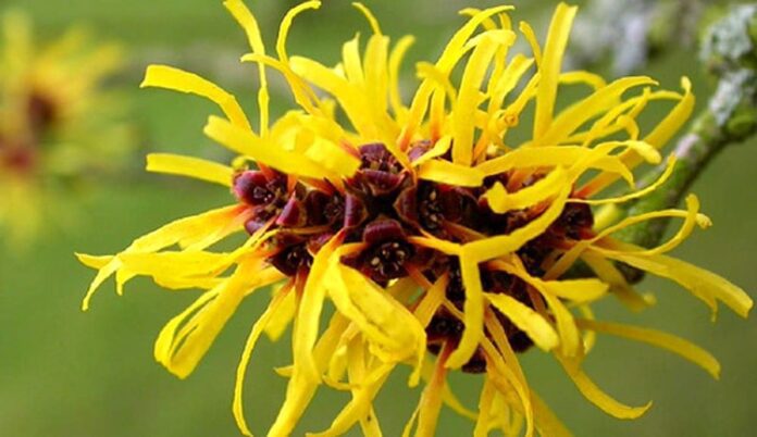 Amamelide o Hamamelis Virginiana specie botanica usi in erboristeria