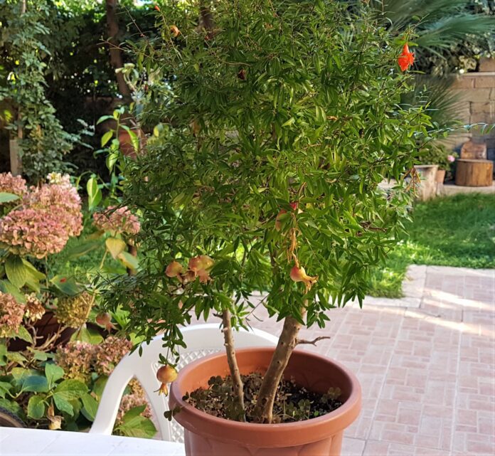Bonsai di melograno