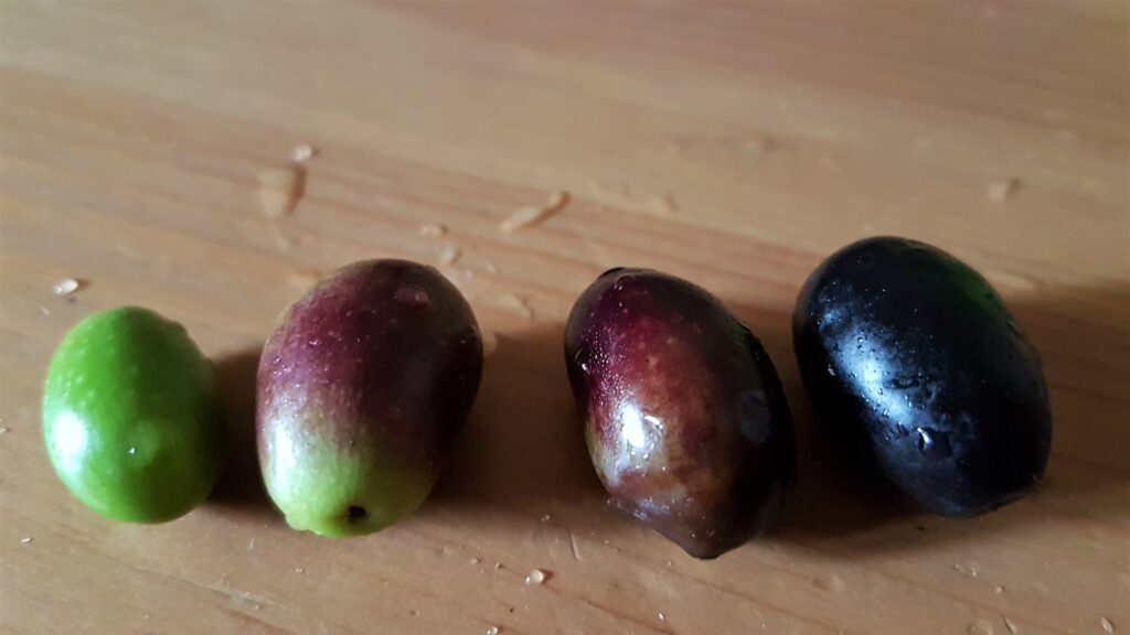 Come capire se le olive sono mature?