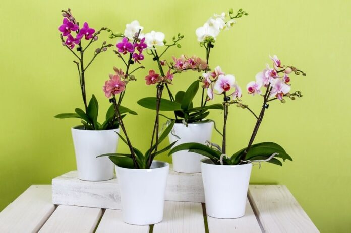 Coltivazione orchidee: le 5 specie più facili - Phalaenopsis