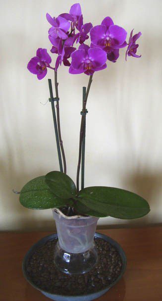 L'orchidea Phalaenopsis