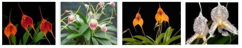 Orchidee Masdevallia 