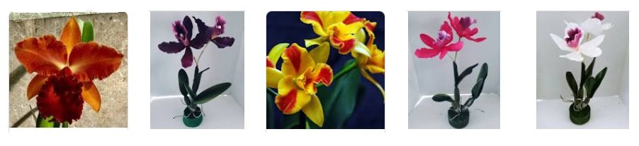 Orchidee Cattleya 