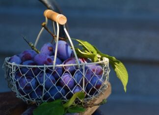 Prugne secche ricetta per essiccare le prugne prugne