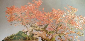 Bonsai a Gennaio e Febbraio cosa fare