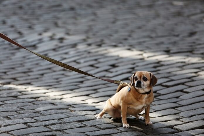 Come insegnare al cane a non tirare al guinzaglio