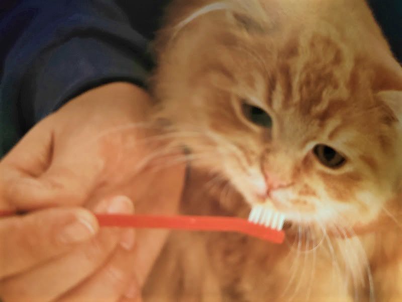 Spazzolare e lavare i denti del gatto