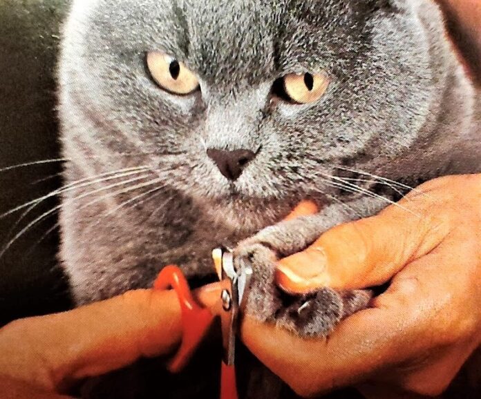 tagliare le unghie al gatto