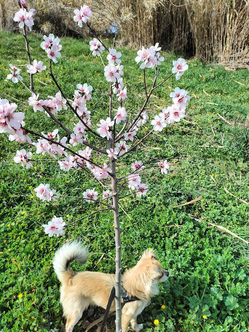 Cani e paura: importanza delle esperienze sensoriali e visive del cucciolo di cane nei primi mesi