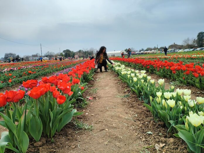 TuliPark, l'Olanda sbarca a Roma con il giardino di tulipani più grande d'Italia