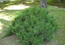 Juniperus Sabina ginepro sabino fitoterapica con proprietà abortive
