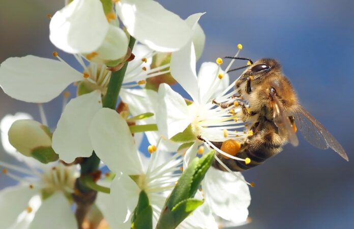 Sognare api, vespe, calabroni e miele significato