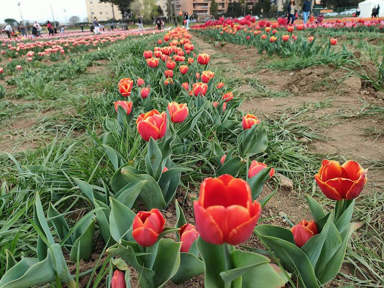 fioriture di tulipani