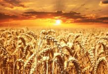 Quali sono i cereali?