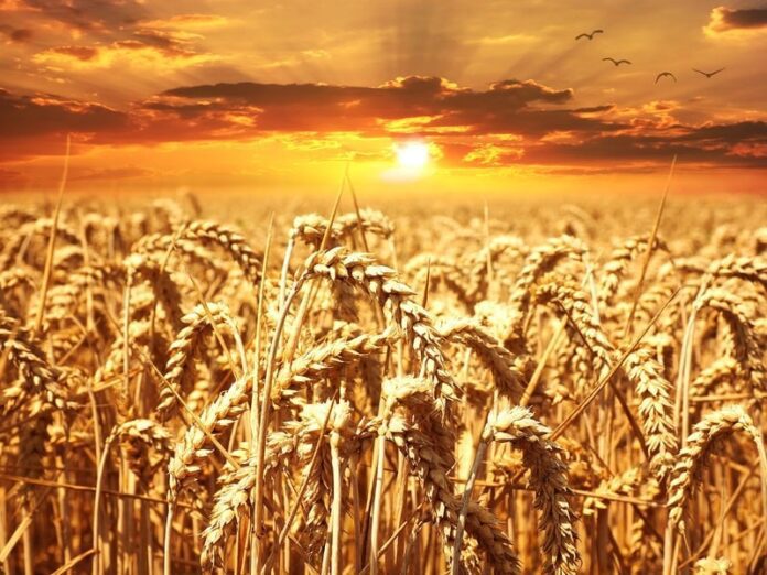 Quali sono i cereali?