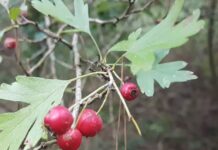 Biancospino fioritura, bacche e proprietà