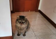 gatto stress