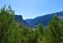 Pino Silvestre o Pinus Silvestrys