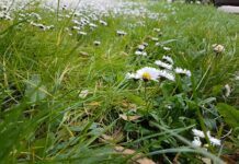 Come difendere il giardino dal caldo torrido