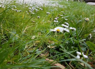 Come difendere il giardino dal caldo torrido: 7 trucchi Come difendere il giardino dal caldo torrido