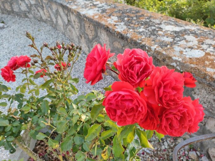 Talee d'autunno come riprodurre le piante a Settembre e Ottobre: Rose, Ortensie, Gerani