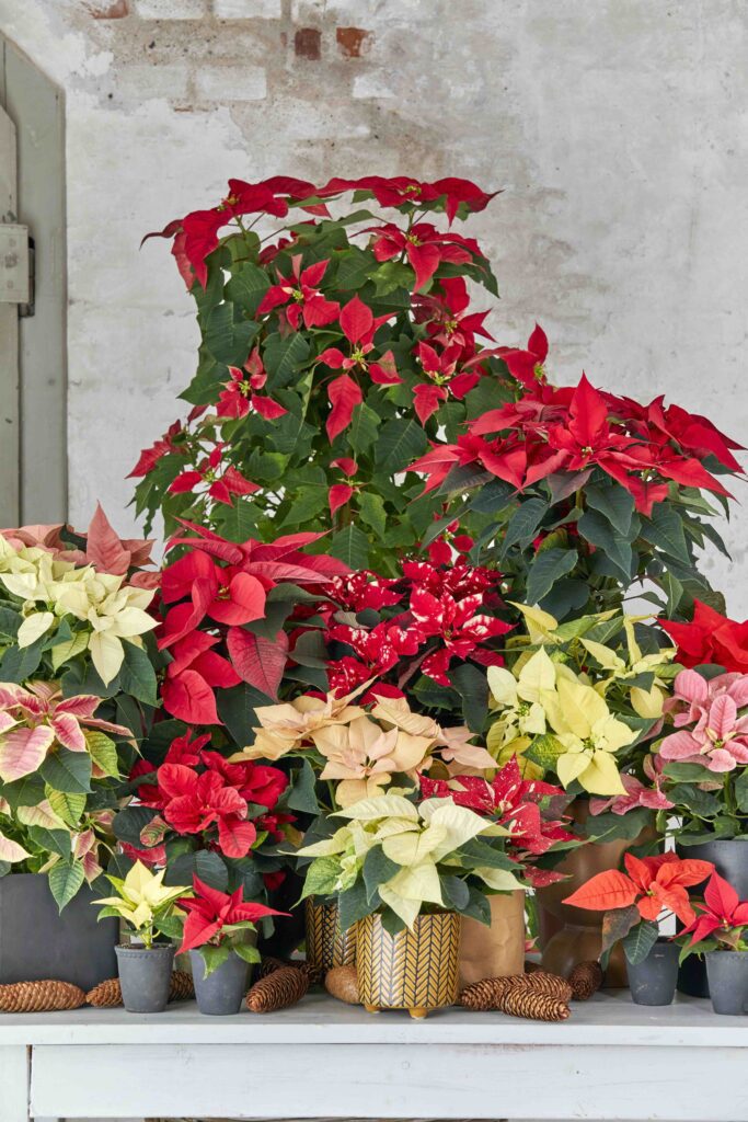 Stella di Natale o Euphorbia Pulcherrima o Poinsettia rossa e bianca 