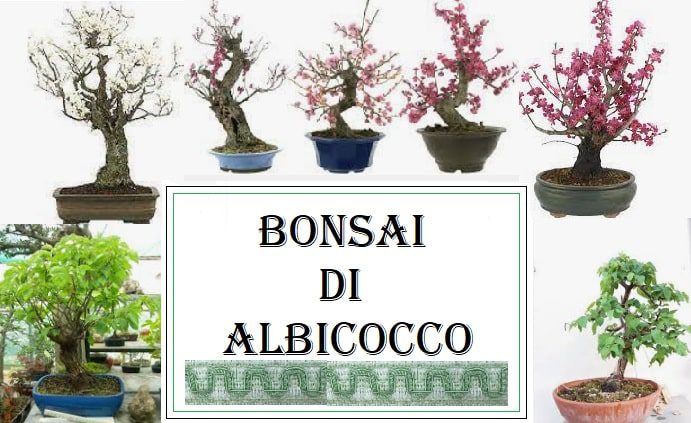 Bonsai di Albicocco, coltivazione, rinvaso, cure e curiosità