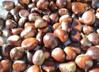 Come trattare le castagne per eliminare i vermi e 8 ricette Come trattare le castagne per eliminare i vermi e 8 ricette