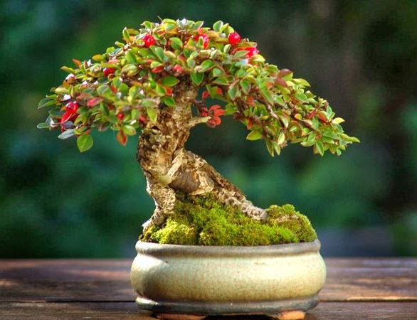 Bonsai di Cotognastro, coltivazione e potatura