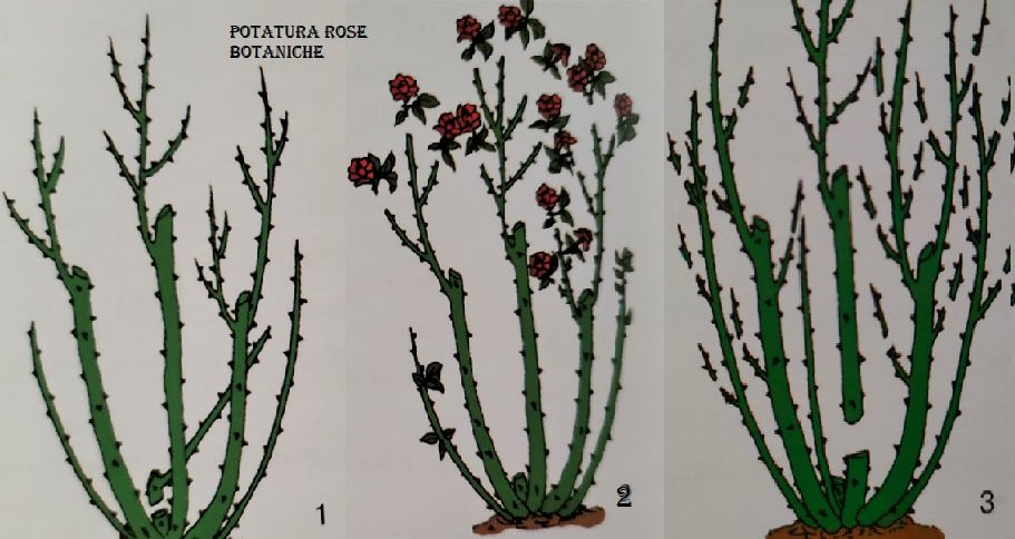 Potatura rosa botanica: 1) Spuntatura e potatura alla fine del primo inverno 2) Potatura estiva 3) Spuntatura e rinnovo parziale dei vecchi rami.