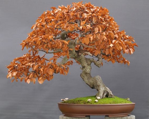 Bonsai di Faggio con foglie secche in inverno