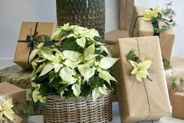 Decorare i pacchi regalo con coccarde fatte di fiori veri