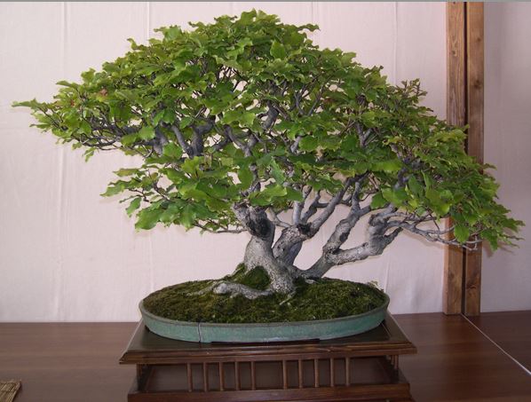 Bonsai di Faggio descrizione, coltivazione, potature, esposizione e riproduzione