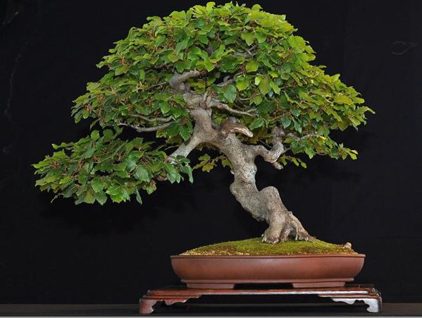 Bonsai di faggio esemplare unico