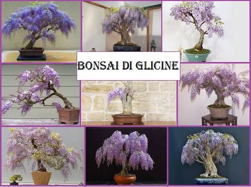 Bonsai di glicine