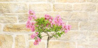 Lagerstroemia bonsai, Lillà delle Indie, norme di coltivazione, esposizione, legatura