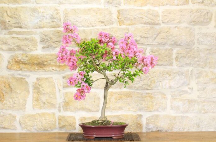 Lagerstroemia bonsai, Lillà delle Indie, norme di coltivazione, esposizione, legatura