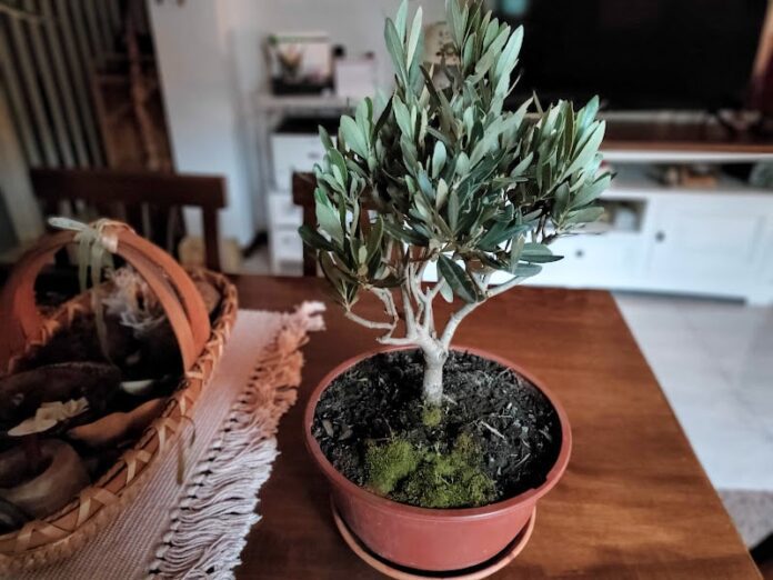 Bonsai di olivo coltivazione, esposizione, rinvaso, potatura e prezzo