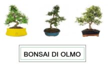 Bonsai di Olmo