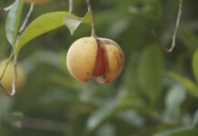 Pianta Noce Moscata