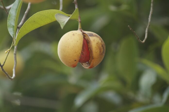 Pianta Noce Moscata